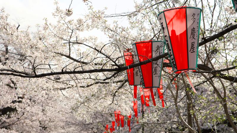 Sakura at Ueno Park