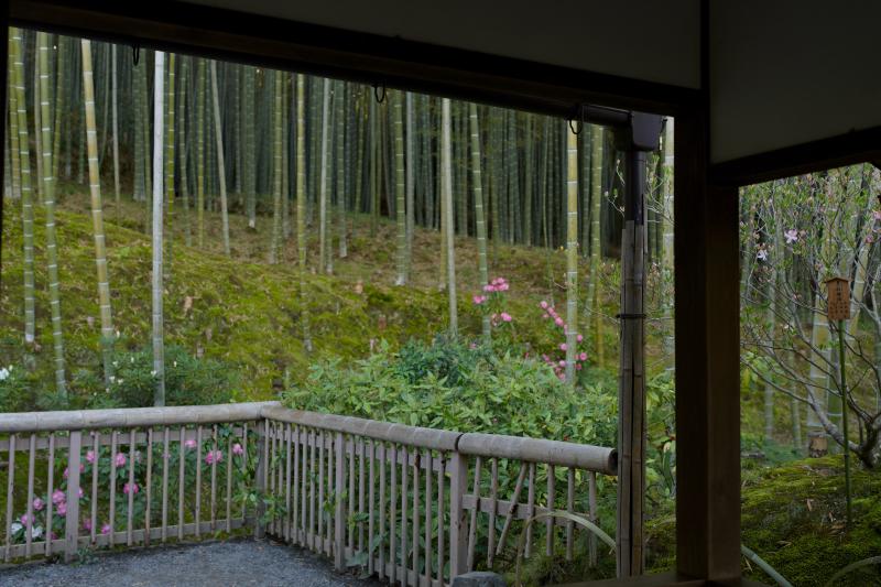 Bamboo Forest