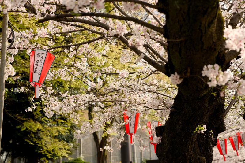 Sakura at Ueno Park