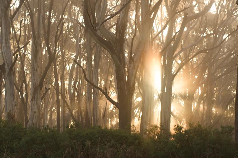 Mount Donna Buang