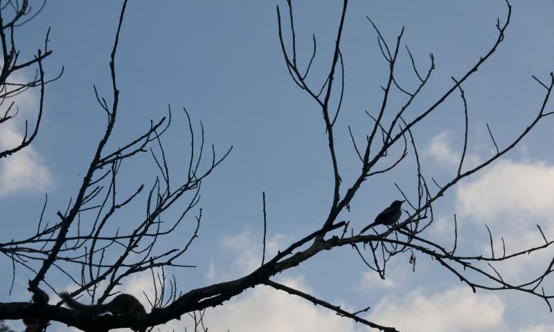 Silhoutte of a bird