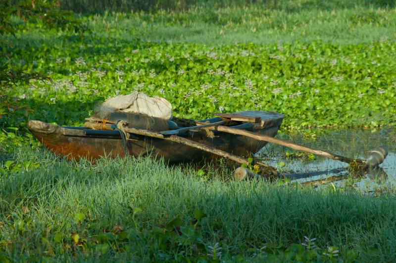 Boat in a lake full of lotus flowers