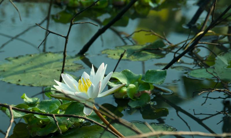 Lotus flowers in a lake