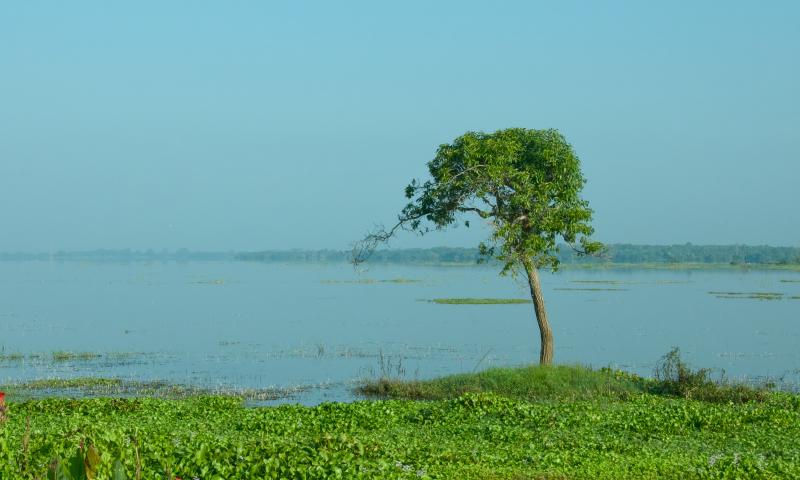 Tree by a lake